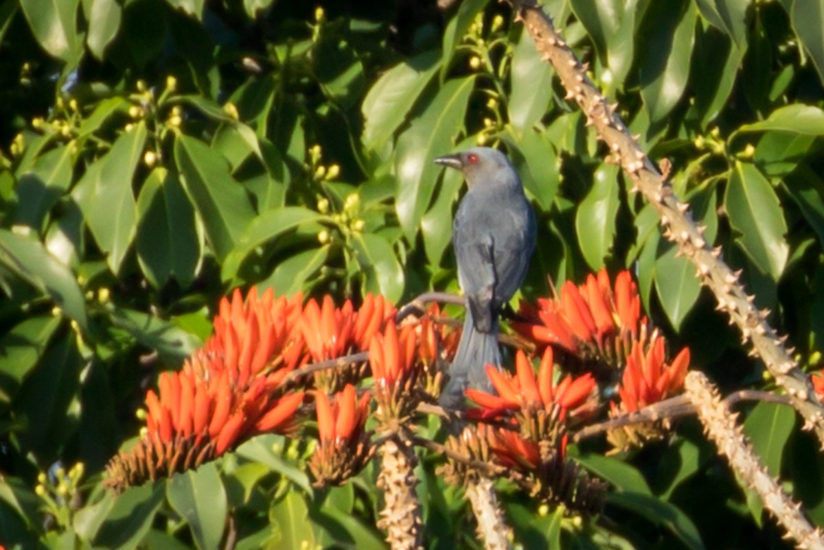 Ashy Drongo (Sooty) - ML219031991