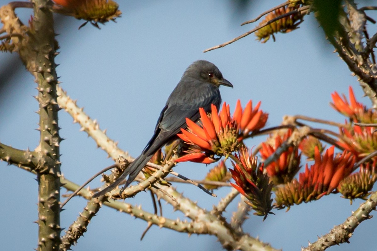 askedrongo (leucophaeus gr.) - ML219032001