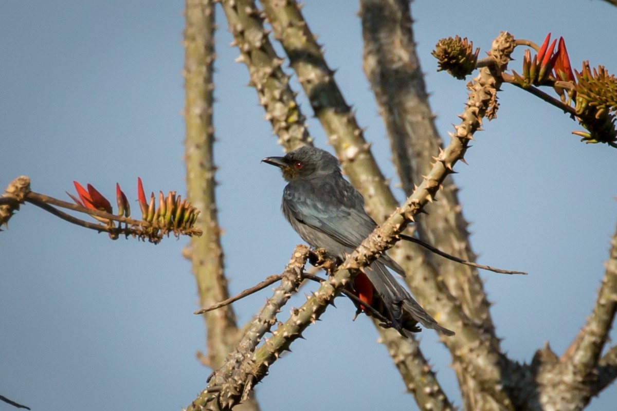 Graudrongo [leucophaeus-Gruppe] - ML219032021