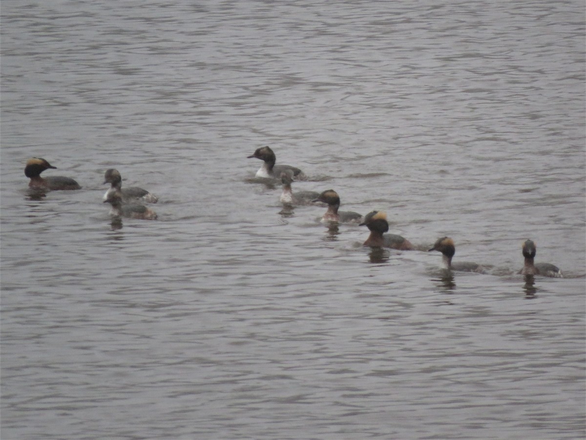 Horned Grebe - ML219032061