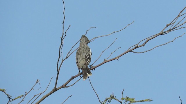 Rara du Pérou - ML219032201