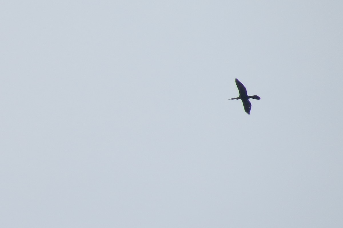 Anhinga - ML219032481