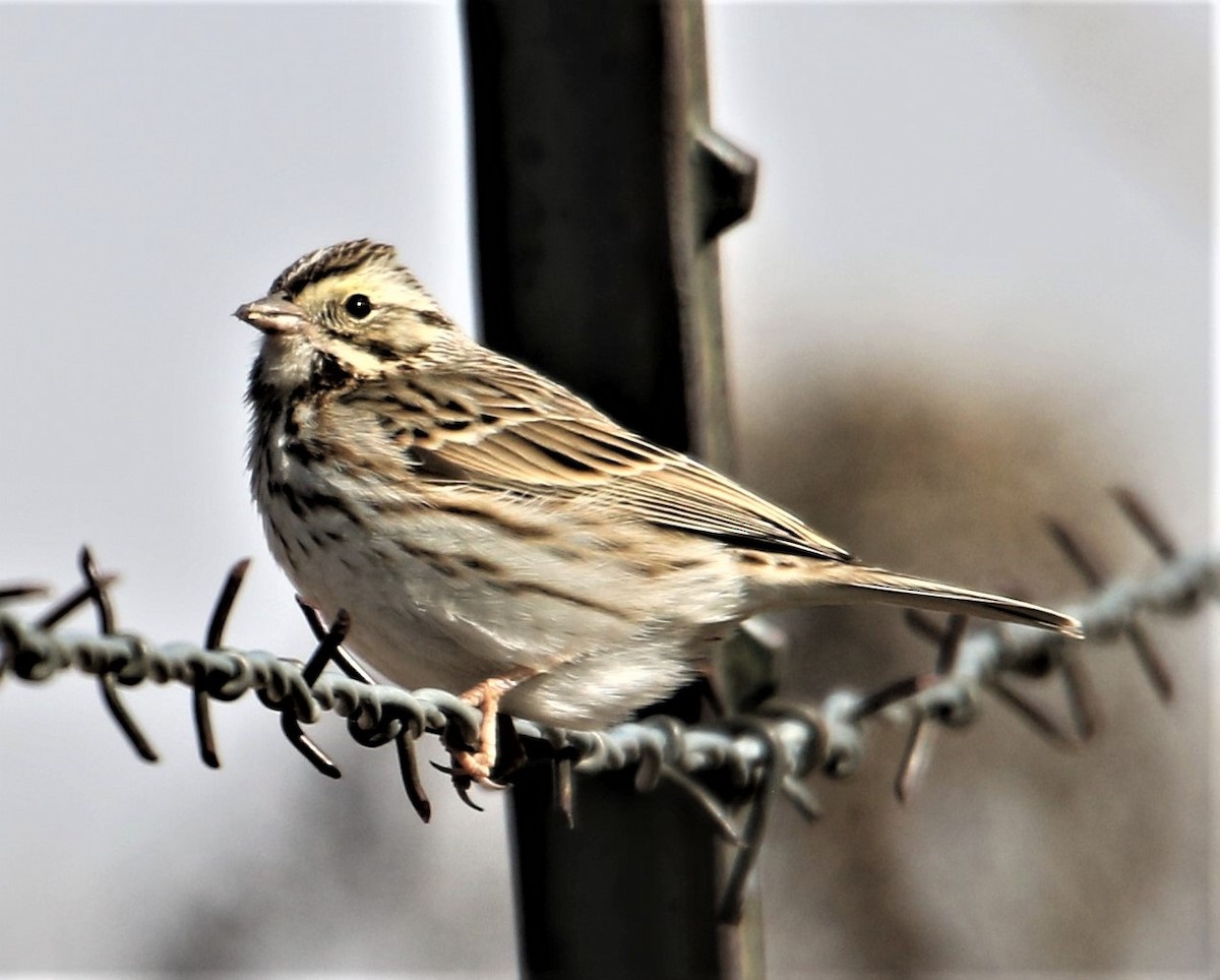Savannah Sparrow (Savannah) - ML219033361