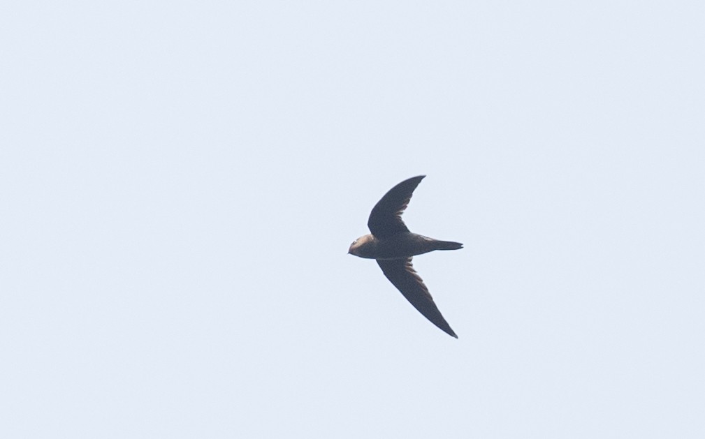 dark swiftlet sp. - ML219034191