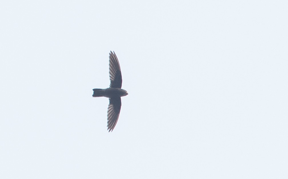 dark swiftlet sp. - Ian Davies