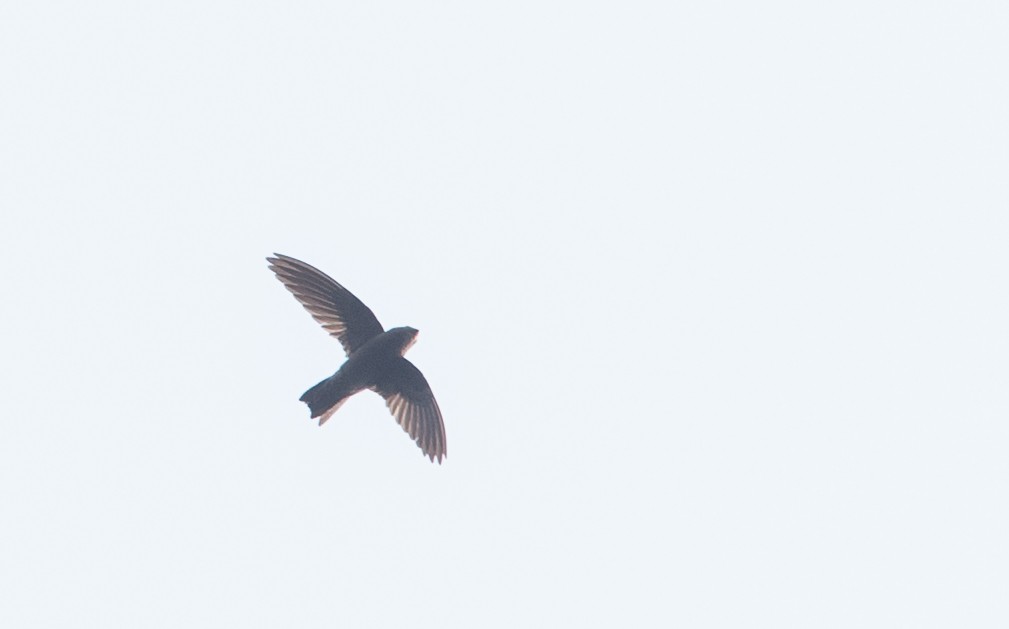 dark swiftlet sp. - Ian Davies