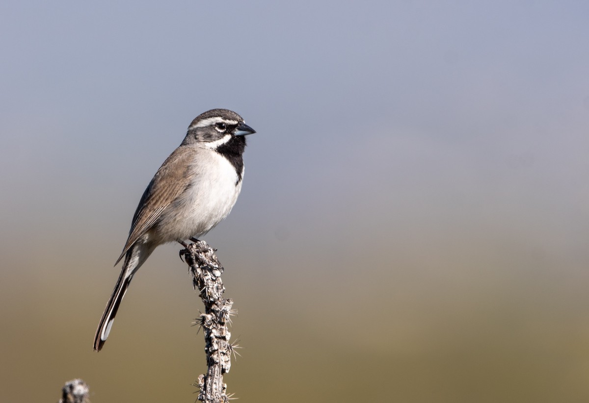 Black-throated Sparrow - ML219034751
