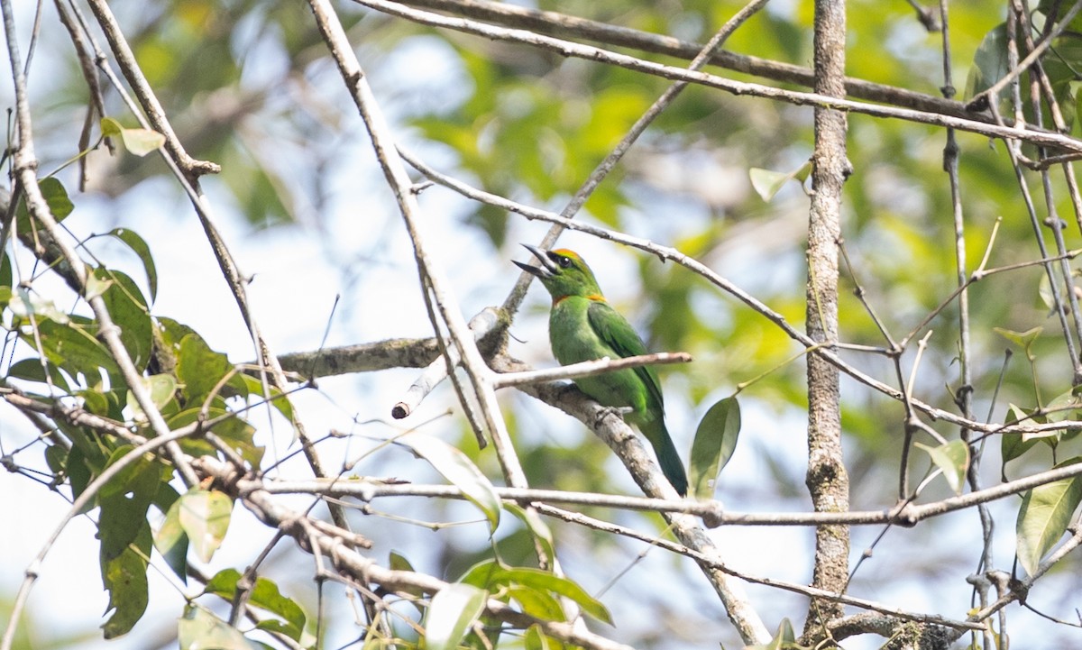 Flame-fronted Barbet - ML219035501