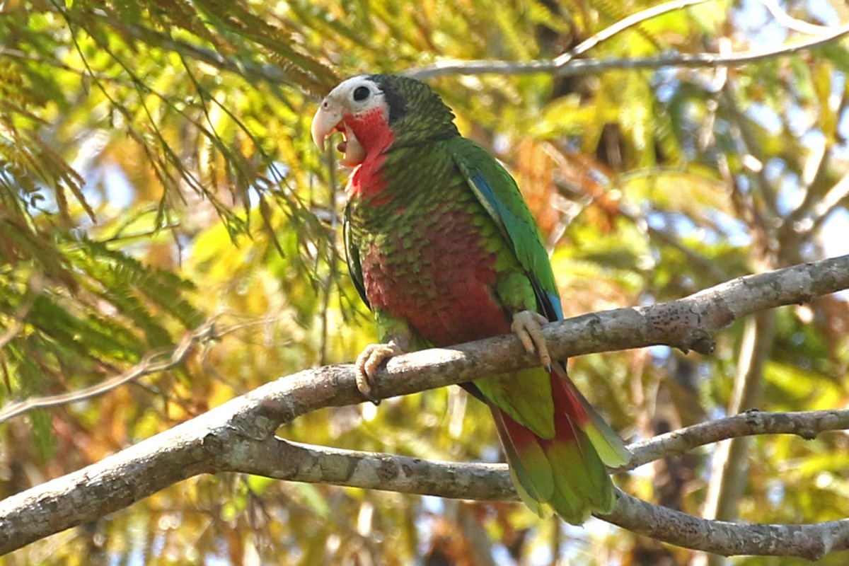 Cuban Amazon (Cuban) - Jeffrey Offermann