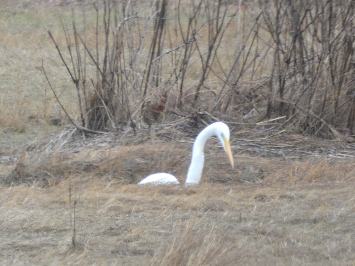 Great Egret - ML219036021