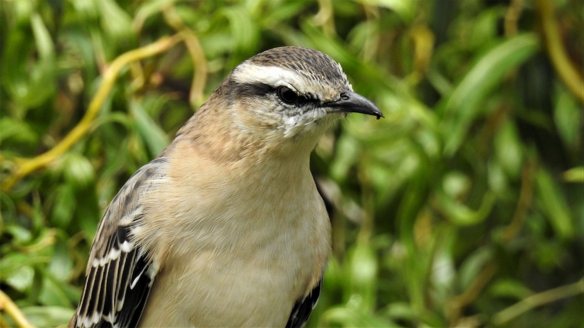 Chalk-browed Mockingbird - ML219037981