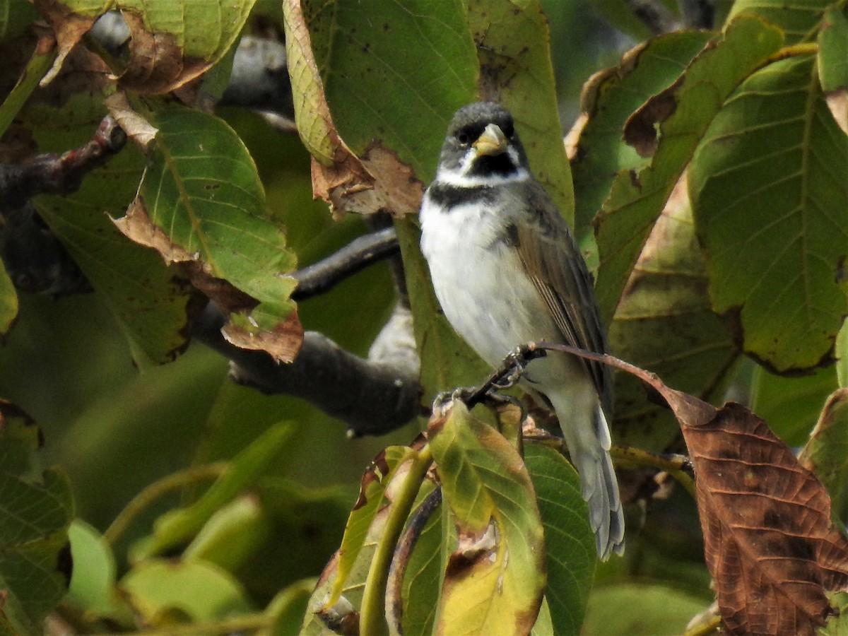 Double-collared Seedeater - ML219038301