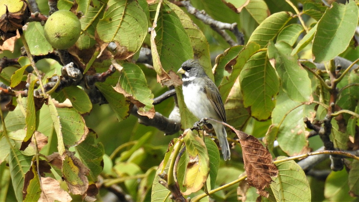 Double-collared Seedeater - ML219038311