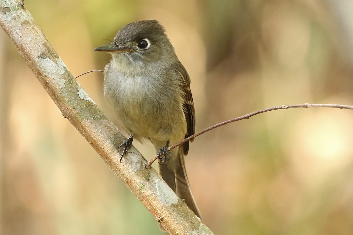 Cuban Pewee - ML219038621