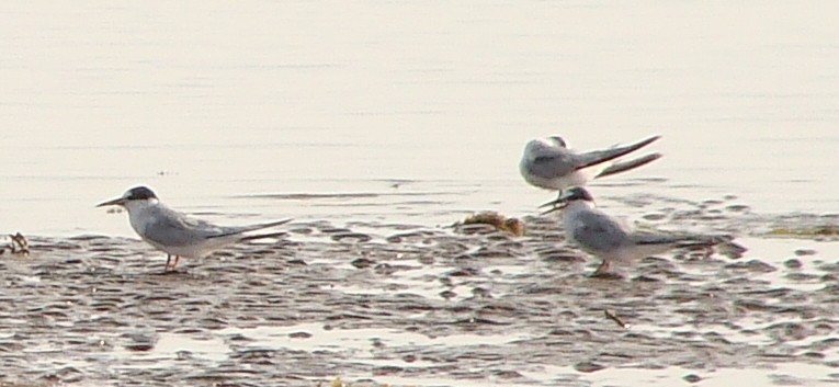 Saunders's Tern - ML219040241