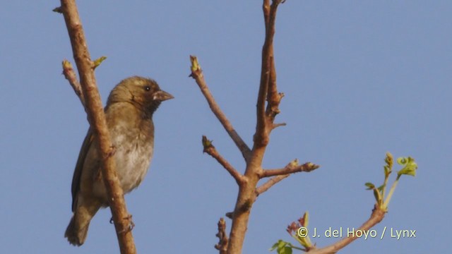 Northern Red Bishop - ML219043151