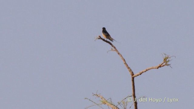 Rufous-chested Swallow - ML219043171