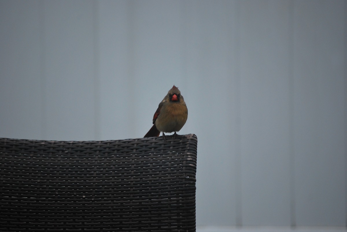 Northern Cardinal - ML219043261