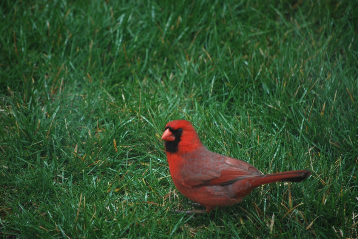 Northern Cardinal - ML219043611