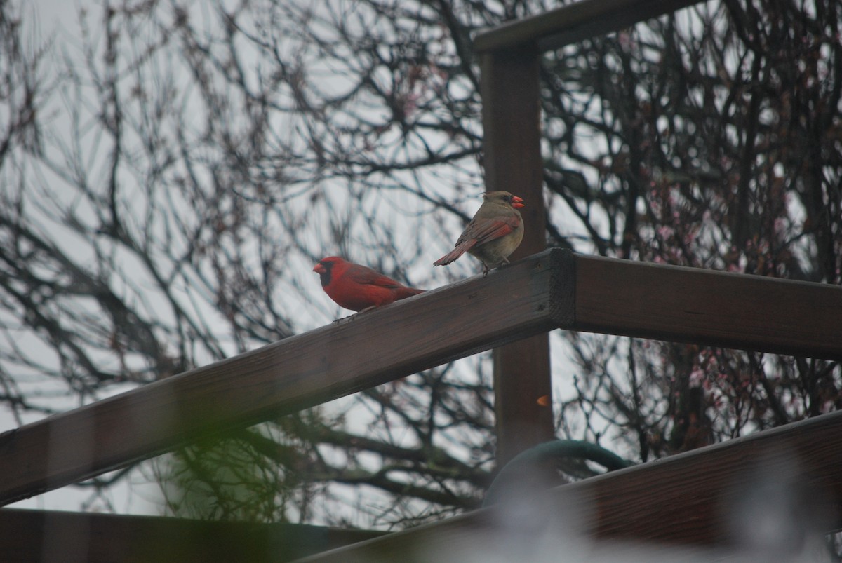 Northern Cardinal - ML219043671