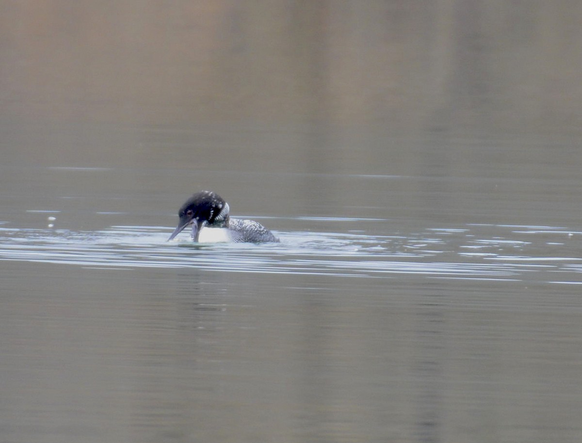 Common Loon - ML219044051