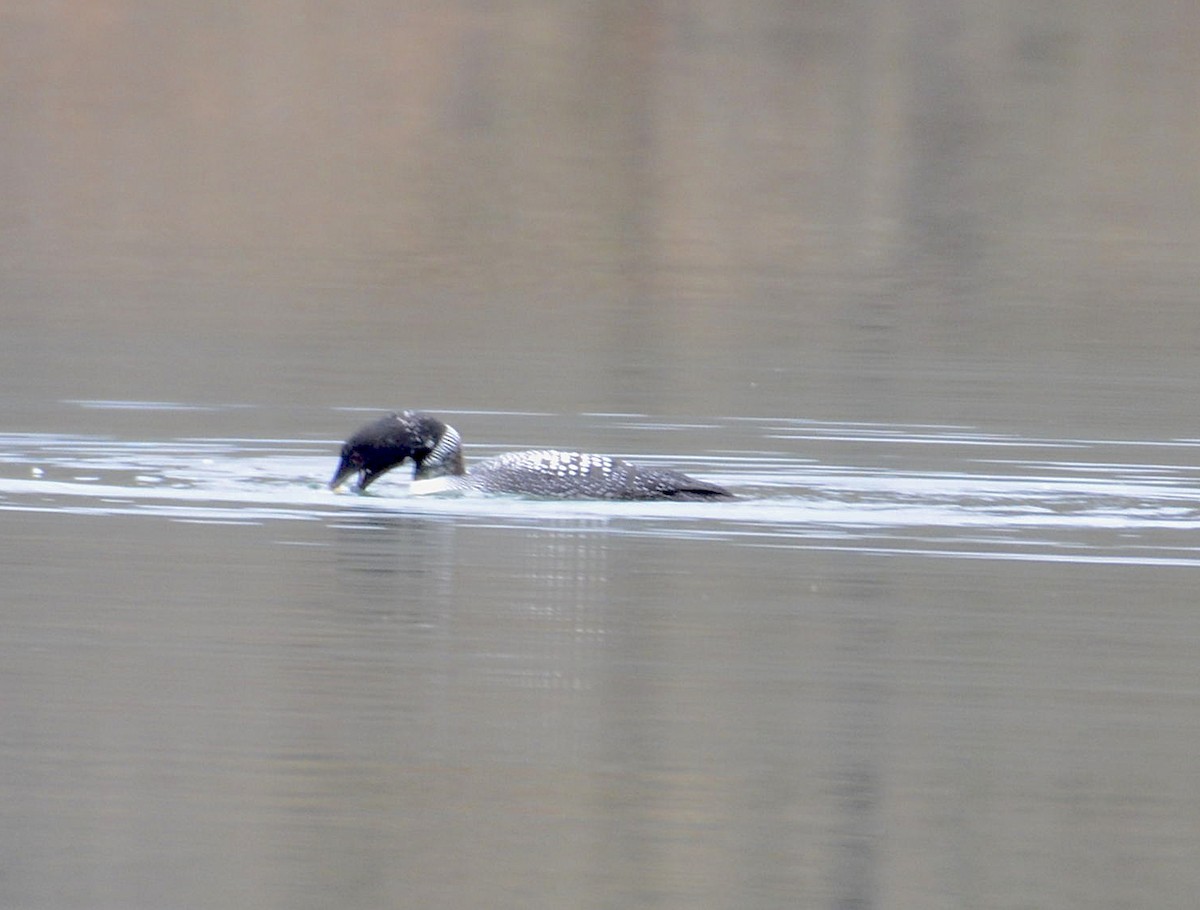 Common Loon - ML219044071