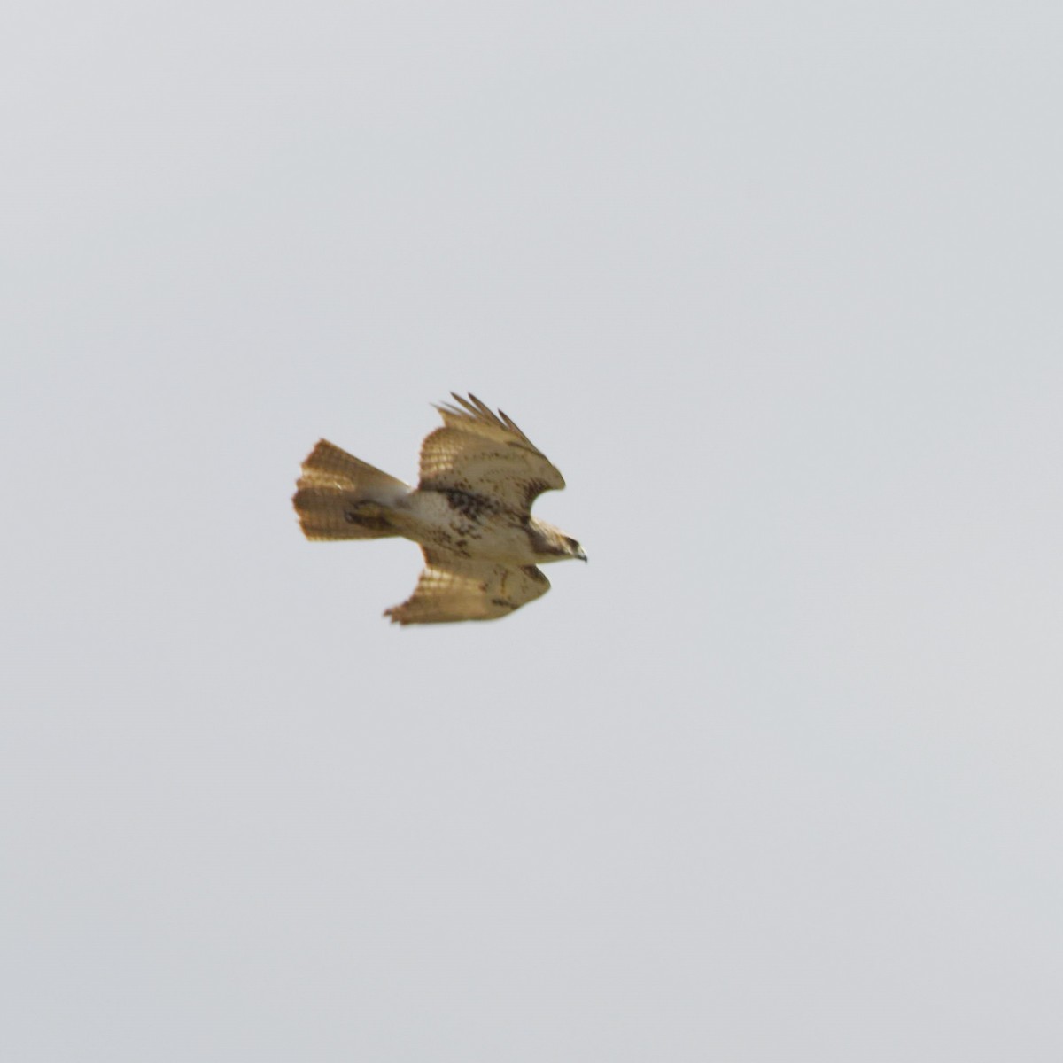 Red-tailed Hawk - ML219044371