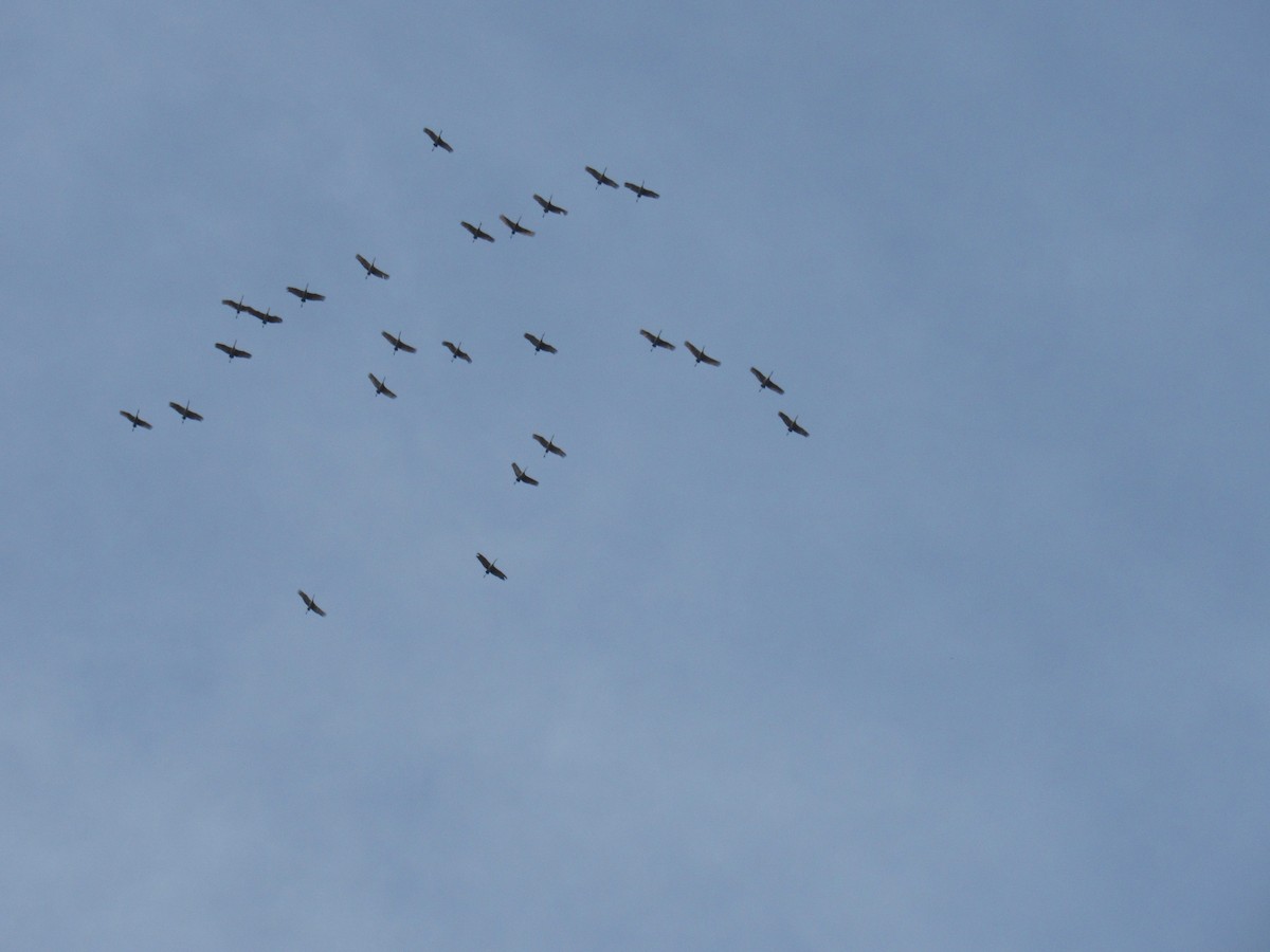 Sandhill Crane - ML219044731