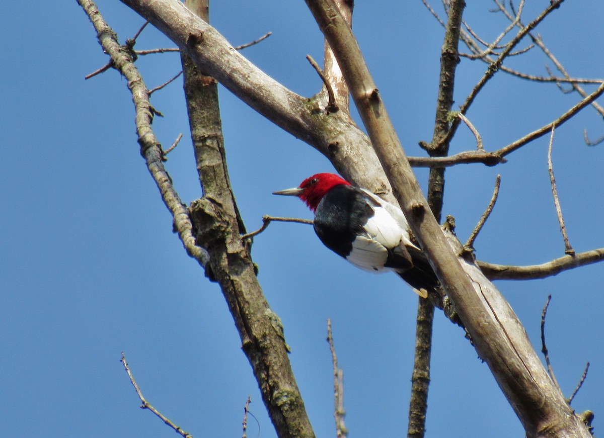 Red-headed Woodpecker - Virginia Brophy