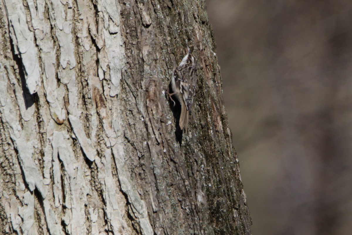 Brown Creeper - ML219046561