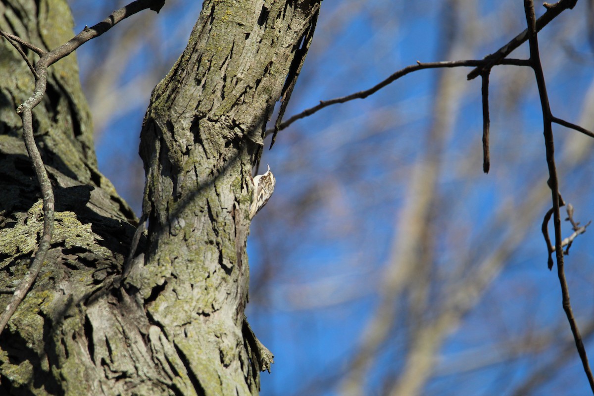 Brown Creeper - Bobby Walz