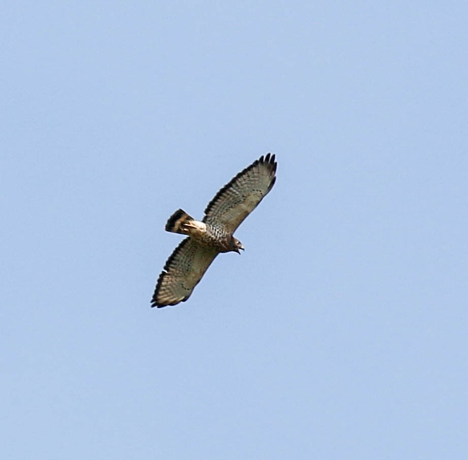Broad-winged Hawk - ML219046981