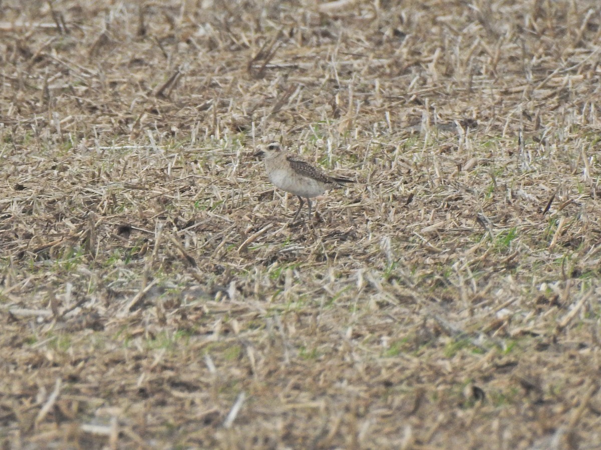 American Golden-Plover - ML219048311