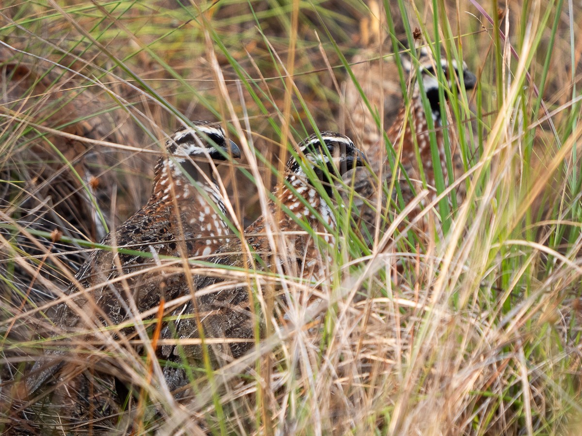 Black-throated Bobwhite - Chris Fischer