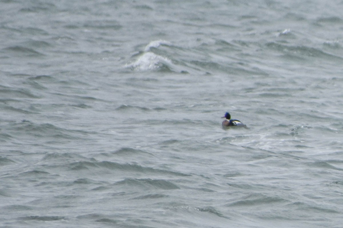 Red-breasted Merganser - ML219052891