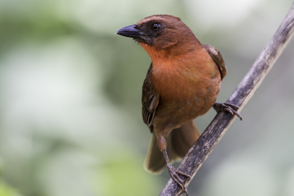 Red-throated Ant-Tanager - Jorge Eduardo Ruano