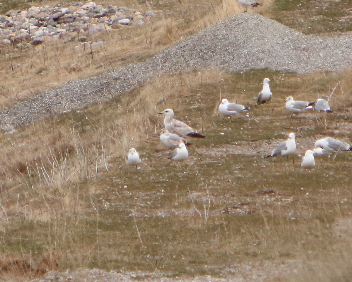 Herring Gull - ML219053451