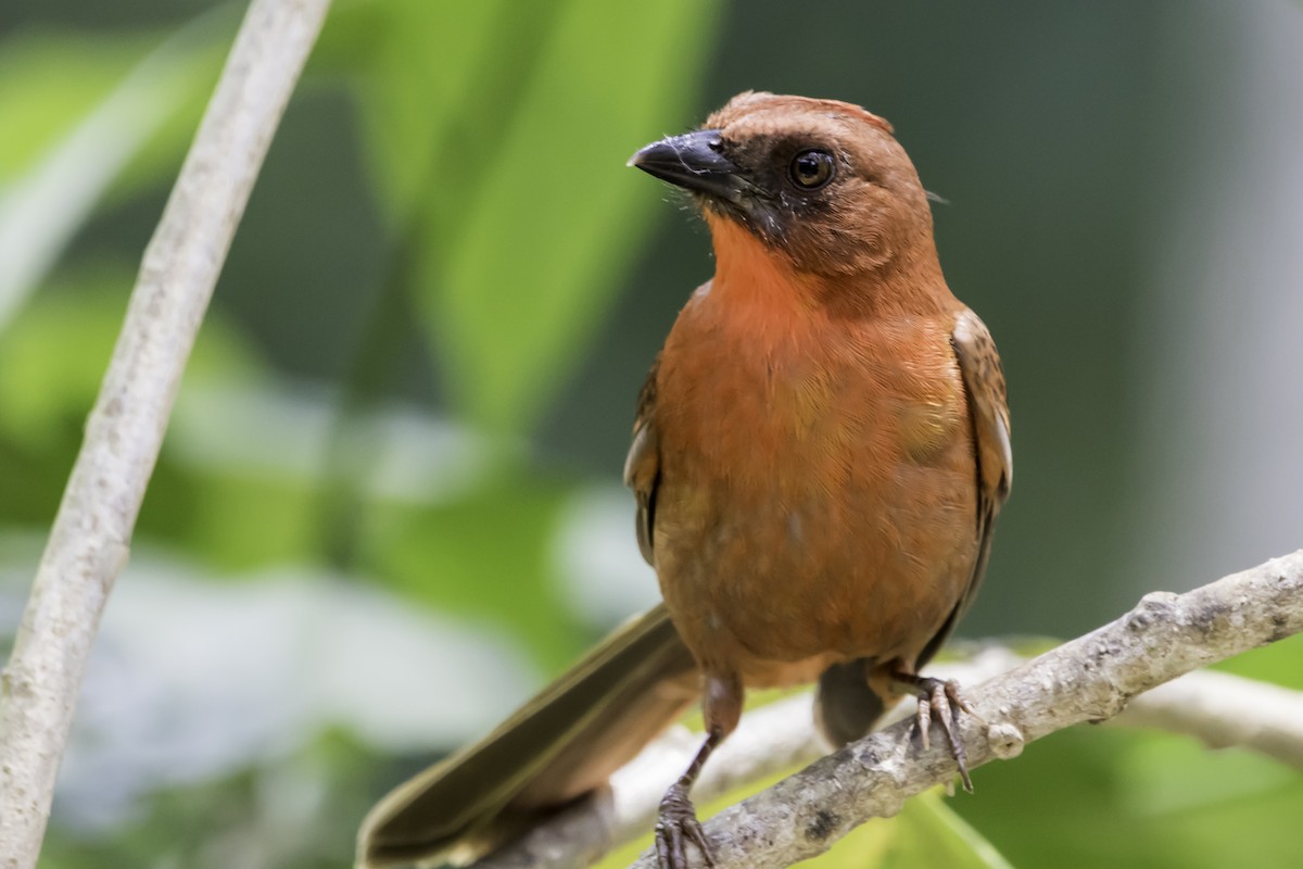 Red-throated Ant-Tanager - Jorge Eduardo Ruano