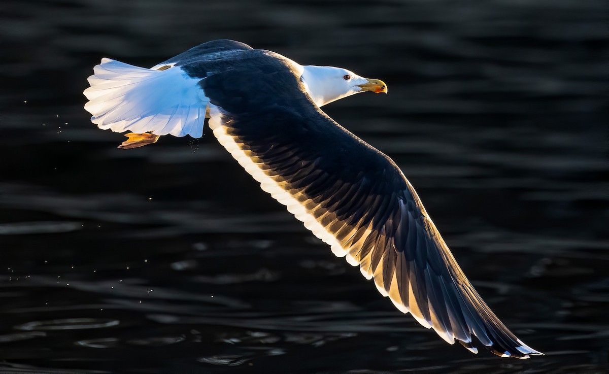 Great Black-backed Gull - Matti Rekilä