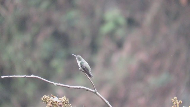 White-bellied Hummingbird - ML219055961