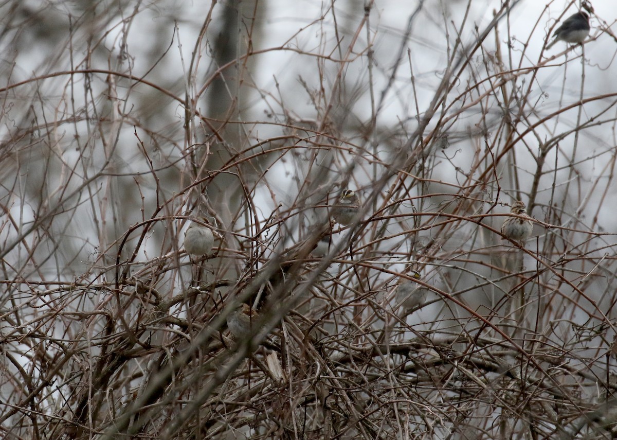 White-throated Sparrow - ML219056171