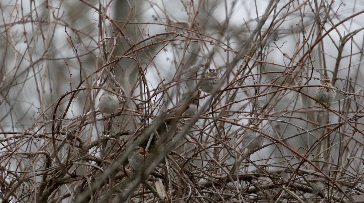 White-throated Sparrow - ML219056221