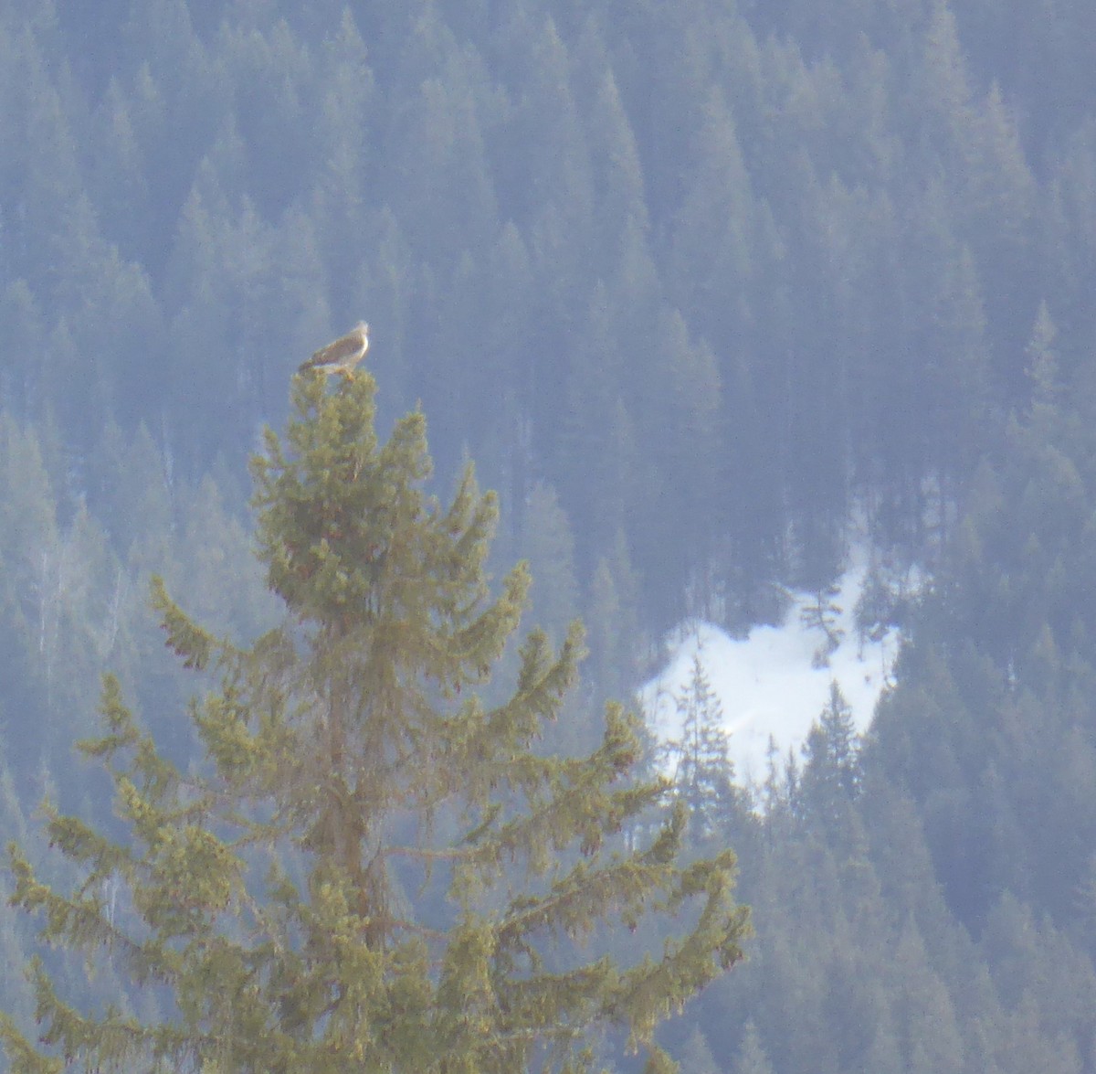 Red-tailed Hawk - ML219056901