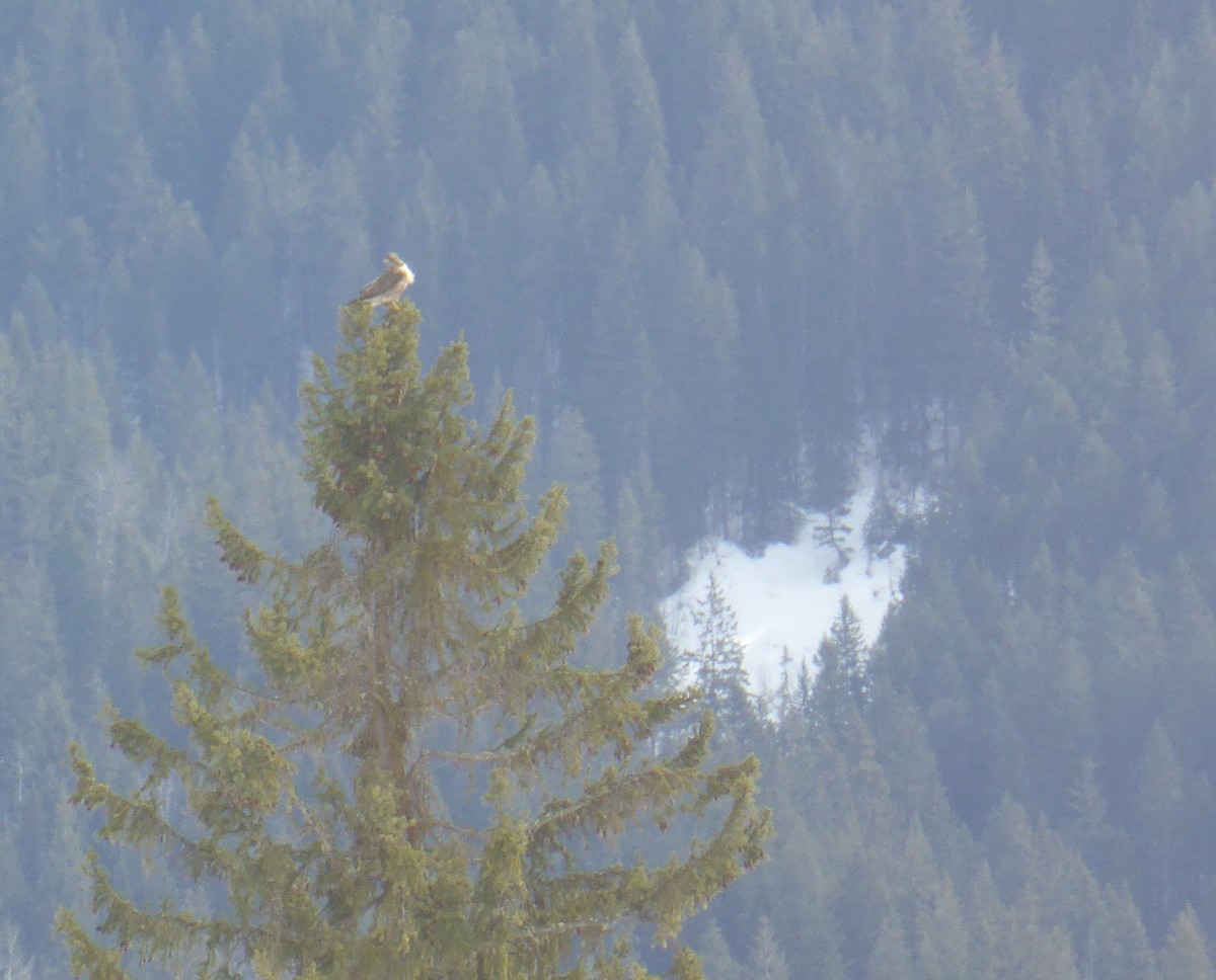 Red-tailed Hawk - m. leighton