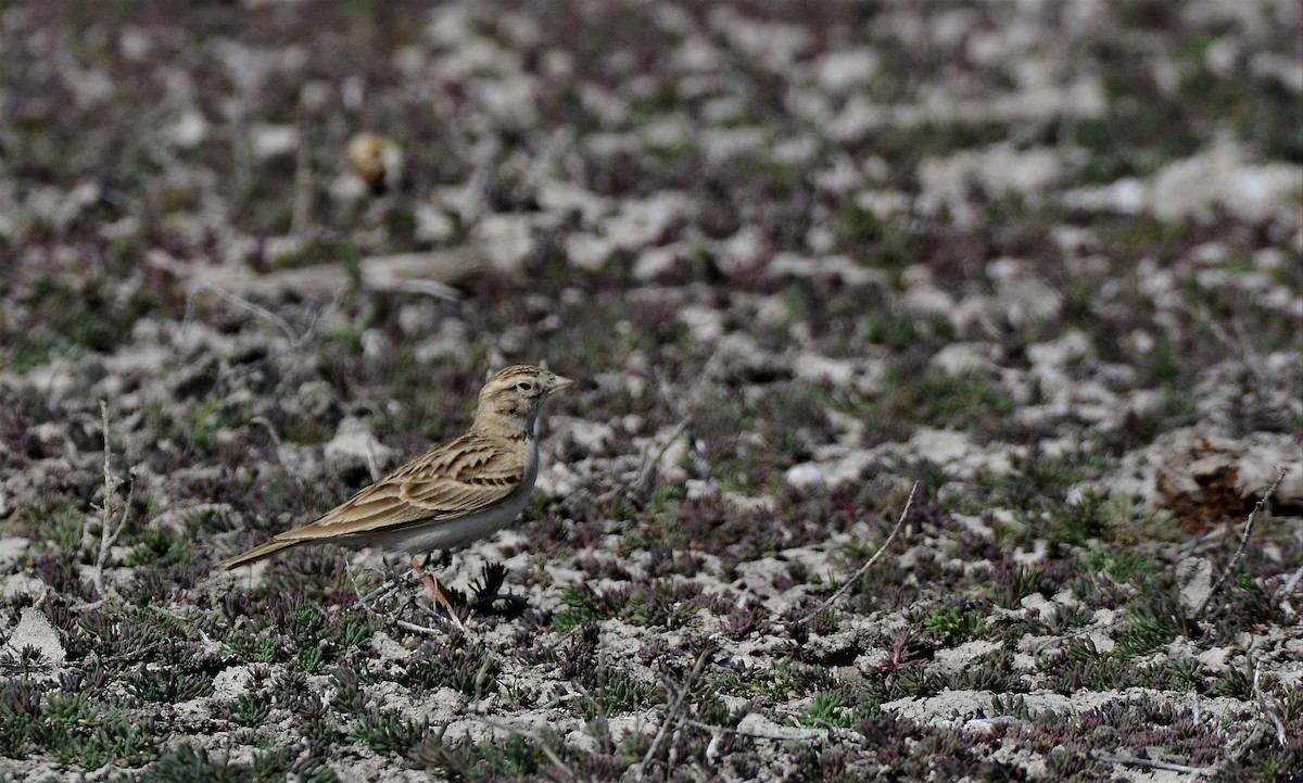 Greater Short-toed Lark - Ashish Babre