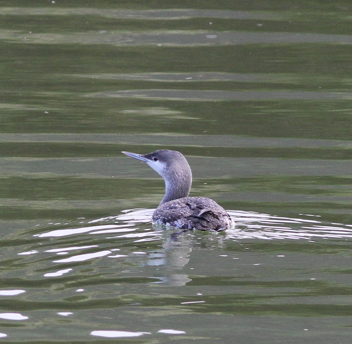 Red-throated Loon - ML21905951