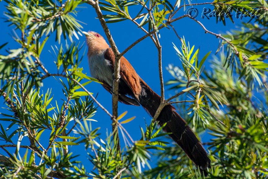 Squirrel Cuckoo - Ralph Hatt