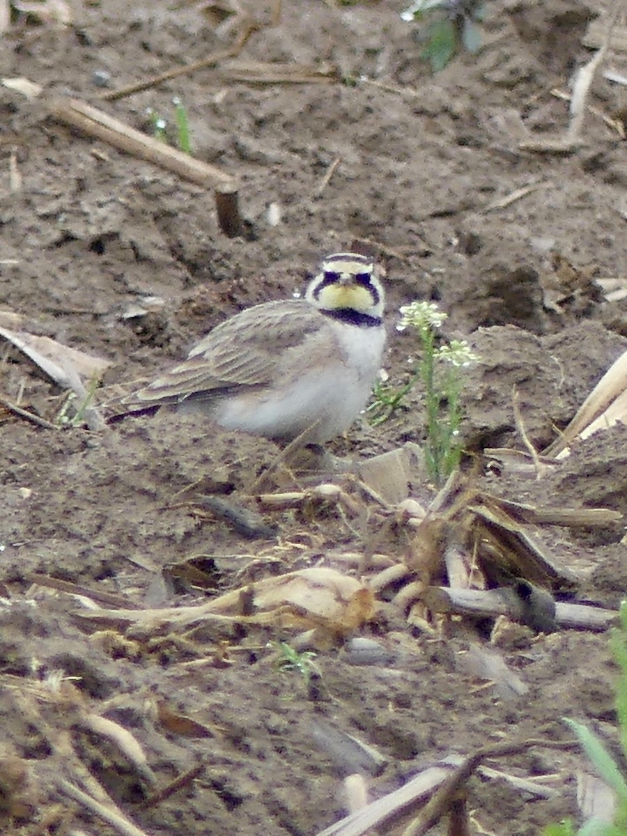 Horned Lark - Carey Rowsom