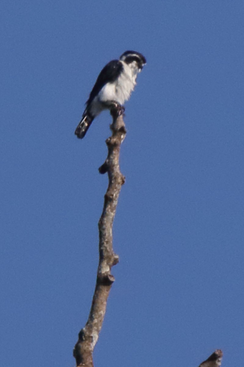 Pied Falconet - Fabio Olmos