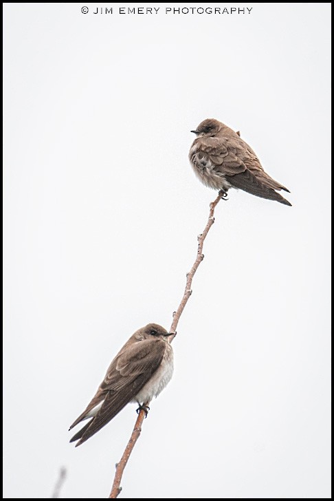 Northern Rough-winged Swallow - ML219064171